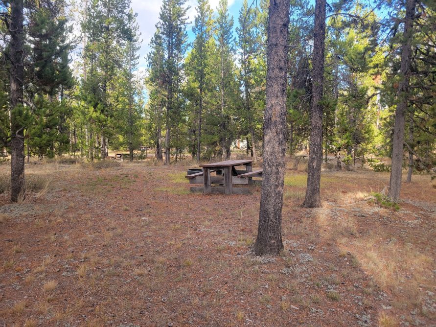 Hillside Forest Campsite O20