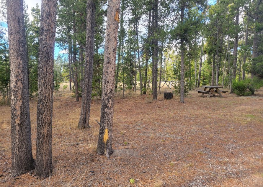 O21 Overflow Dry Camping Wooded Hillside Yellowstone Hebgen Lake