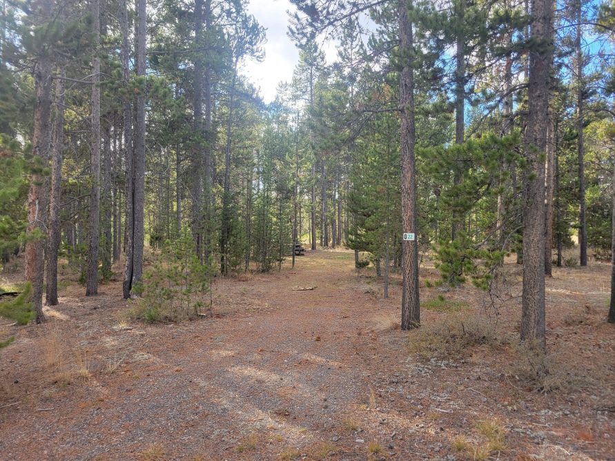 Hillside Forest Campsite O22