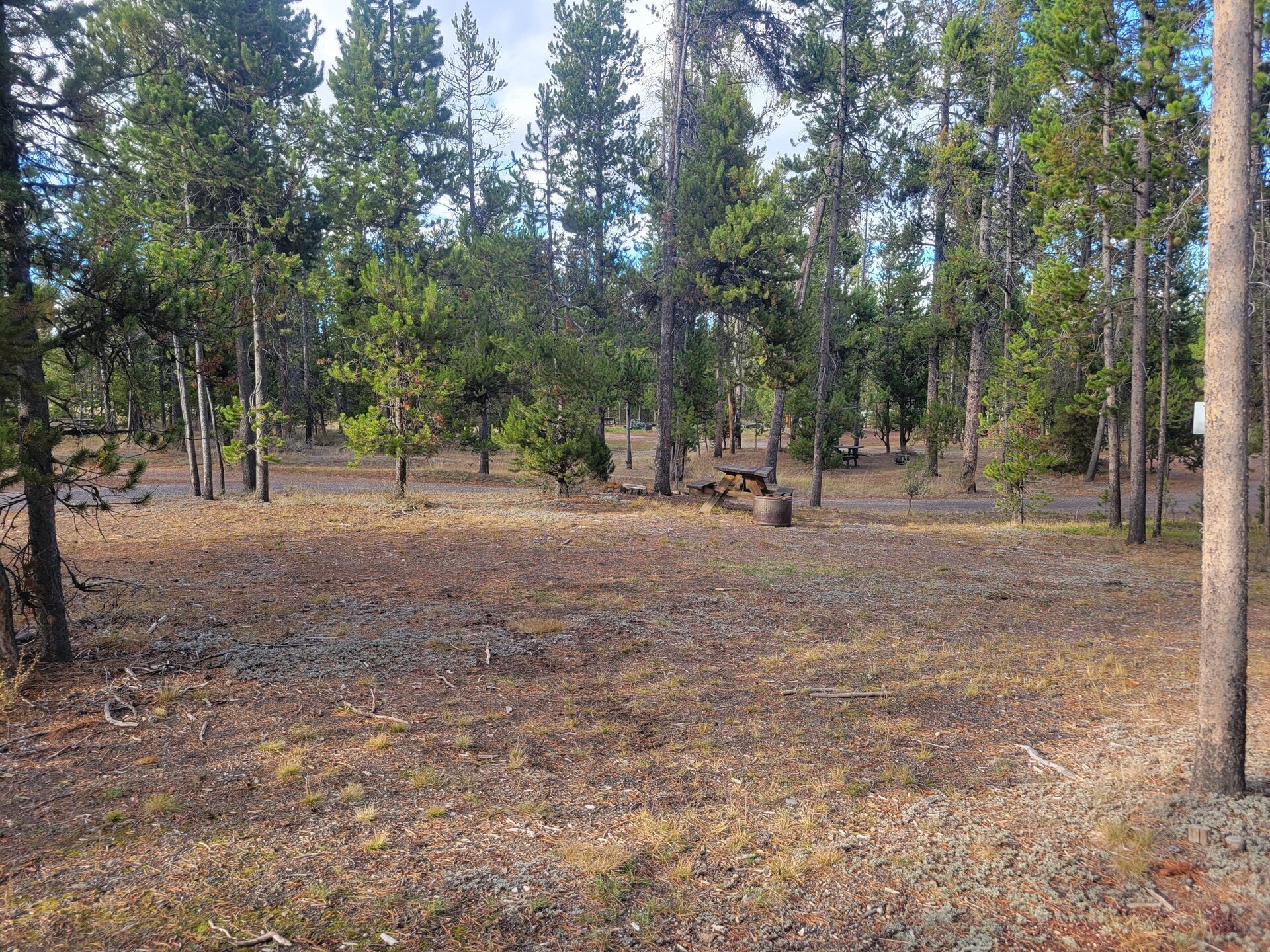 O23 Wooded Hillside Dry Campsite Gallatin National Forest