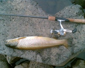 fishing pole and salmon