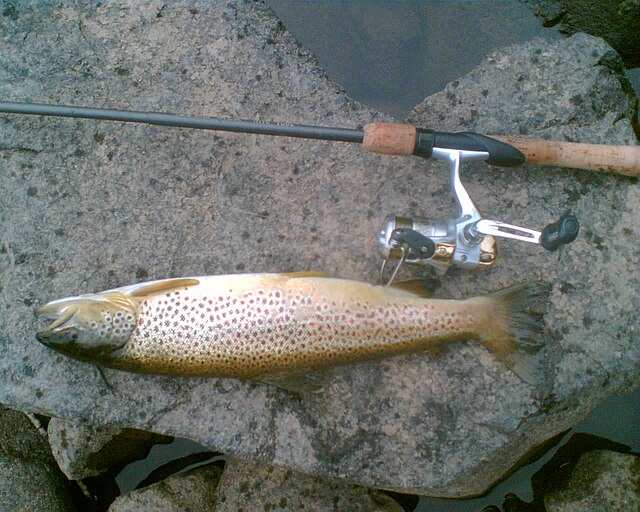 fishing pole and salmon